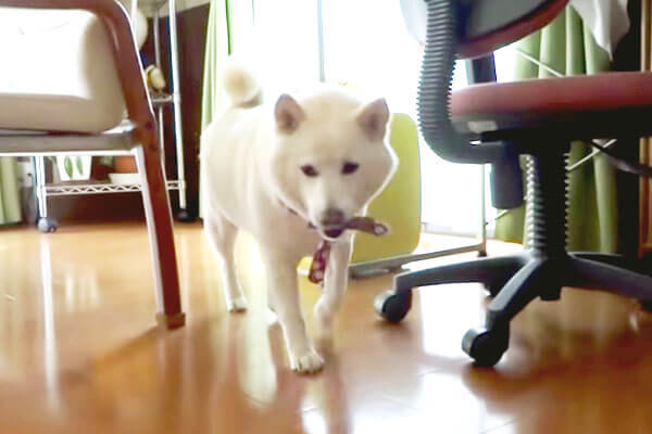 ヤレヤレ どうしたものか 宝物を隠す場所に悩んで歩き回る柴犬をコソ見し続ける動画 柴犬ライフ Shiba Inu Life