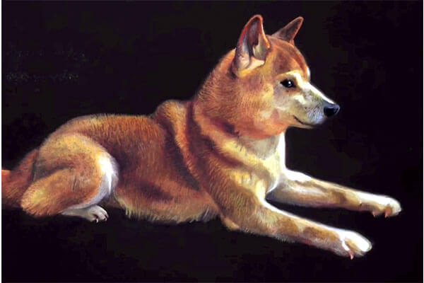 写真じゃないの 6時間かけて描いた柴犬の絵 その工程を見たらスゴイとしか言えなかった 動画 柴犬ライフ Shiba Inu Life