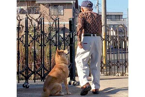 ちょっと 待っとれよ おじいちゃんと柴犬 お互いから穏やかな愛が溢れていて 自然と優しい気持ちになる 動画 柴犬ライフ Shiba Inu Life