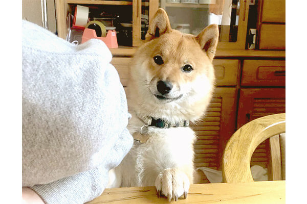 ちょっと もしもし もはや食べ物に穴が開きそう 柴犬の ひと口ちょうだい は圧強め 柴犬ライフ Shiba Inu Life