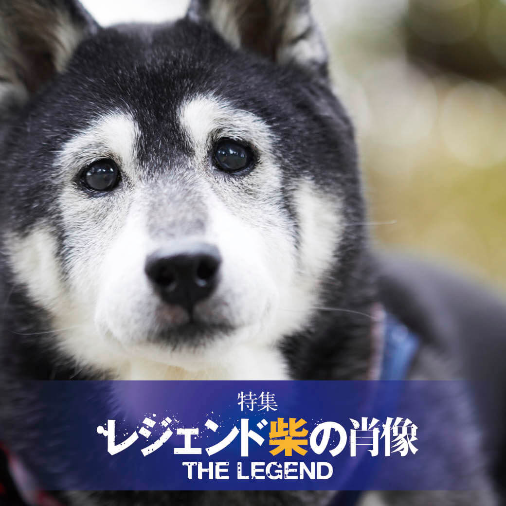 取材 15歳6ヶ月を過ぎても食いしん坊バンザイ 旺盛な食欲が長生きの秘訣 5ゴンタ 柴犬ライフ Shiba Inu Life