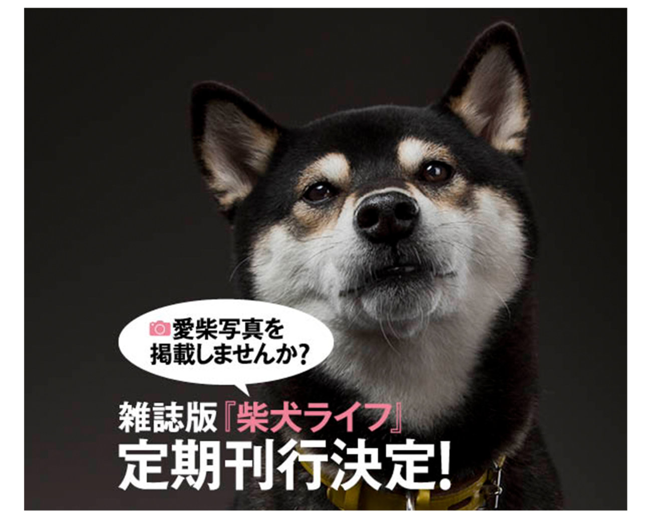 情報解禁 雑誌版 柴犬ライフ の定期刊行スタート 雑誌に載りたい子 あつまれ 柴犬ライフ Shiba Inu Life