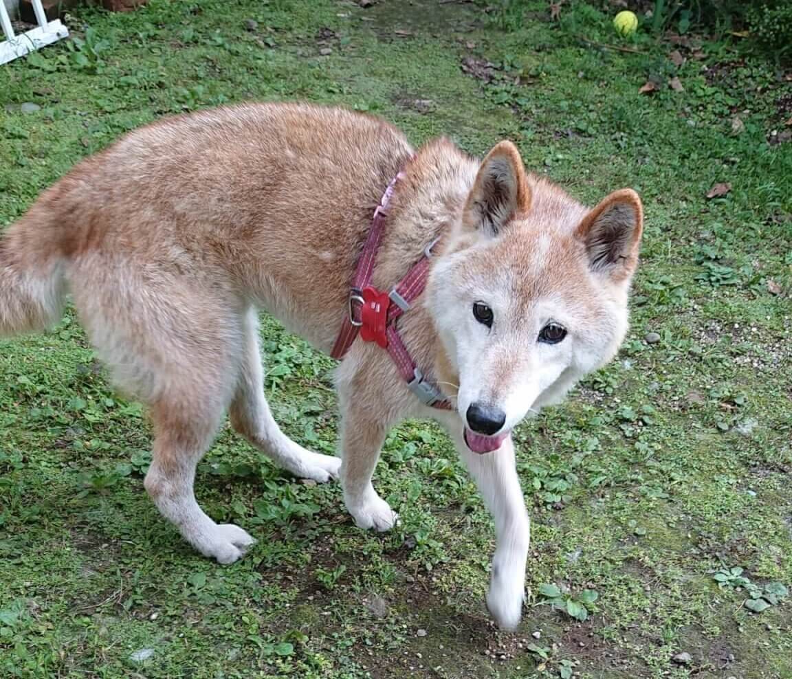 迷子犬 柴犬 赤 宇都宮市御幸ヶ原町 柴犬ライフ Shiba Inu Life