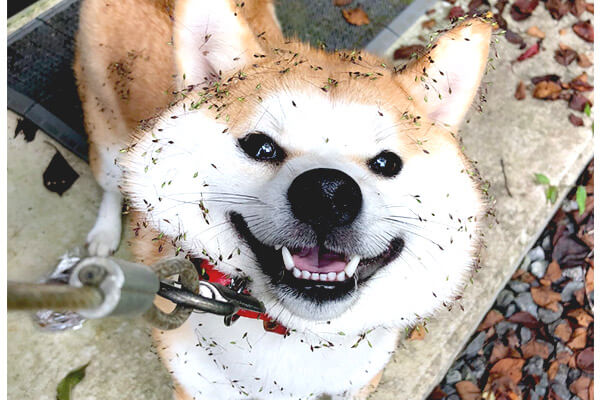 速報 今年もいよいよ 柴犬も歩けばひっつき虫がくっつく な季節に突入 その姿に笑うしかない 柴犬ライフ Shiba Inu Life