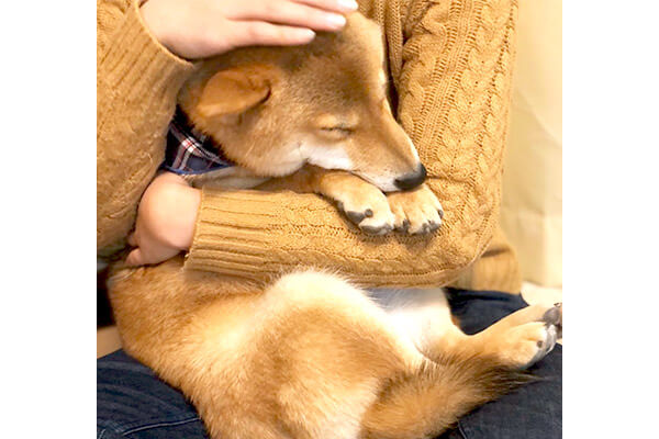 抱きついたまま寝ちゃった 飼い主にくっついて甘えている柴犬に どうしたってときめき不可避だわ 柴犬ライフ Shiba Inu Life