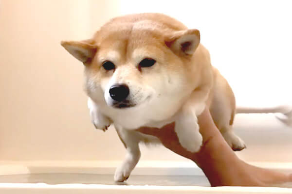 お風呂嫌いがすぎる柴犬たち かわいそうだけど可愛く思えて 何だか申し訳ない 動画あり 柴犬ライフ Shiba Inu Life