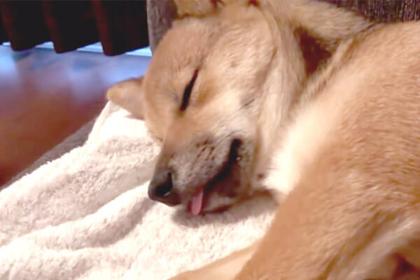 遊び疲れて 舌をしまい忘れたまま眠る柴犬 その姿が癒し度高すぎて マジ困る 動画 柴犬ライフ Shiba Inu Life