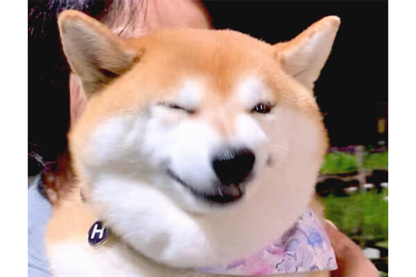 ファ くしゃみをする瞬間の柴犬 色んな意味でジワジワとクセになるお顔だった カワイイ 動画あり 柴犬ライフ Shiba Inu Life