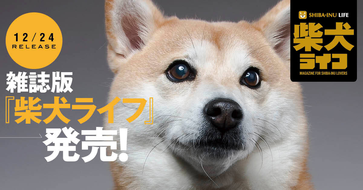 柴犬ライフ 2020 冬