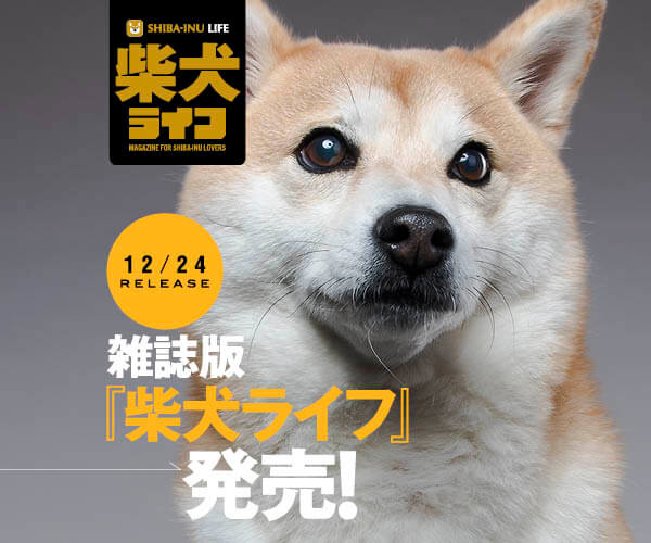 絶賛発売中！】雑誌版『柴犬ライフ 冬号2020』〜一生一緒にいるん