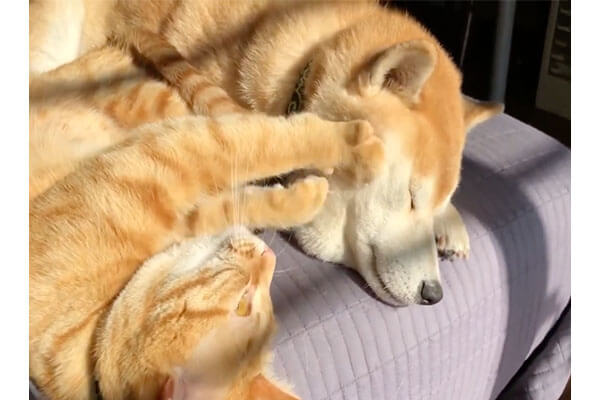 猫から ふみふみマッサージ をされる柴犬 これ以上の癒し動画は無いと もうここで言い切る 動画 柴犬ライフ Shiba Inu Life