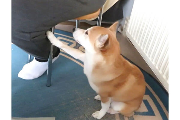 手が止まってますよ 撫でるのをやめると お知らせと言う名の催促をしてくる 可愛すぎる柴犬 動画 柴犬ライフ Shiba Inu Life