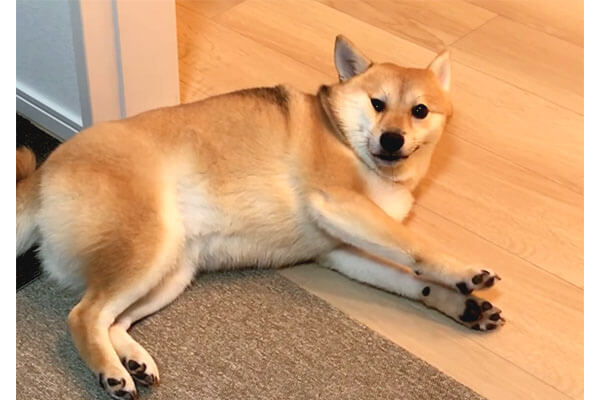 はっ 爆睡中に盗撮されていた事に気づいた柴犬 飼い主さんの愛ある爆笑声含めて なんかホッコリした 動画 柴犬ライフ Shiba Inu Life