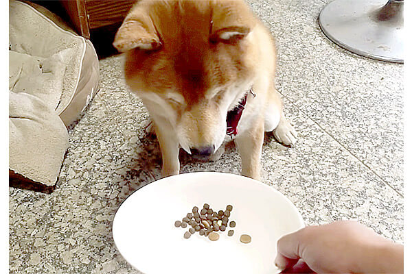 手で食べさせて欲しくて わざとごはんを残して無言でアピールする 超甘えんぼさんな柴犬 動画 柴犬ライフ Shiba Inu Life 手で食べさせて欲しくて わざとごはんを残して無言でアピールする 超甘えんぼさんな柴犬 動画 柴犬ライフ Shiba Inu Life