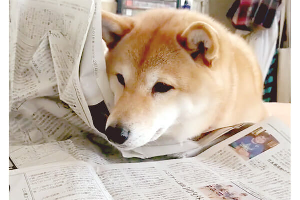 新聞読みを邪魔してくる柴犬 わりと大胆なやり口なのに しれっとしてるとか可愛すぎでしょ 動画 柴犬ライフ Shiba Inu Life