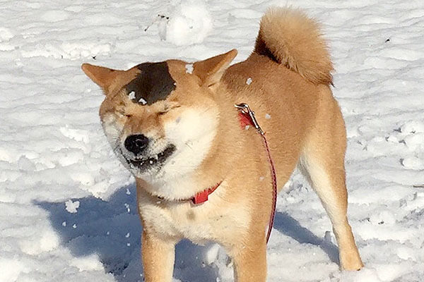 柴犬の決定的なドジっ子の瞬間に あちゃー と ひゃ な声が絶賛湧きまくり おニヤけ必至 柴犬ライフ Shiba Inu Life