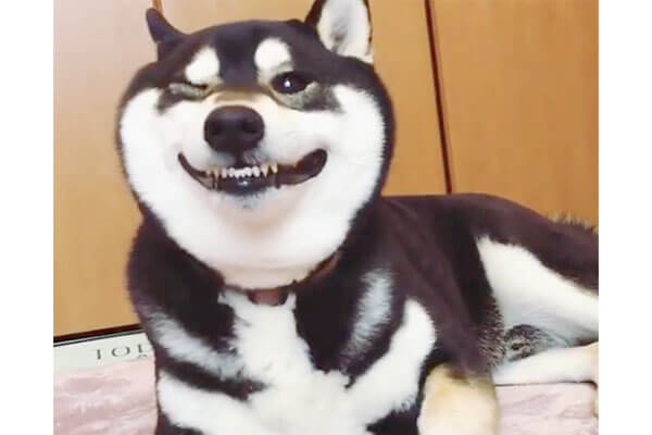これは 柴犬が くしゃみ をする寸前のお顔です こんなに可愛い顔でクシュンッ とか反則すぎだろ 動画 柴犬ライフ Shiba Inu Life