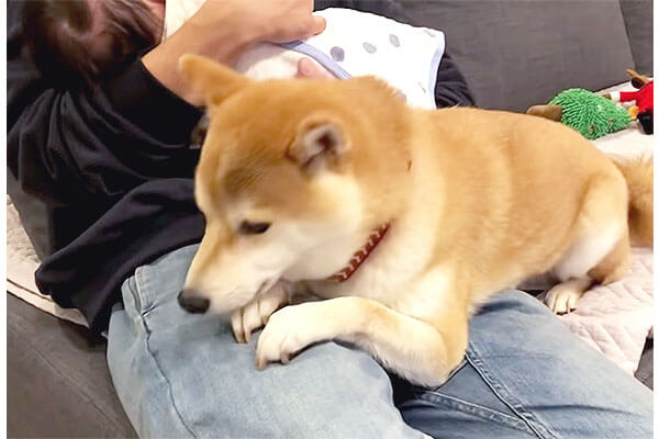 パパに抱っこされる赤ちゃんに嫉妬して ジリジリとお膝の上に侵食していく柴犬が可愛いすぎる 動画 柴犬ライフ Shiba Inu Life