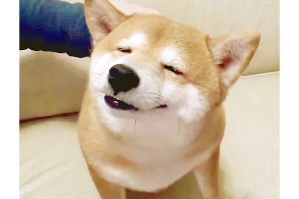 どうやらゴキゲンのようで こっちが笑えてくるほどに 超わろてる 柴犬さんたち 可愛いに決まってる 動画 柴犬ライフ Shiba Inu Life