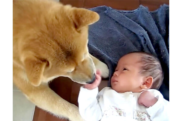 柴犬が お家に生まれた赤ちゃんと初対面 とまどいから 成長し仲良しになった姿に胸がジーン 動画 柴犬ライフ Shiba Inu Life