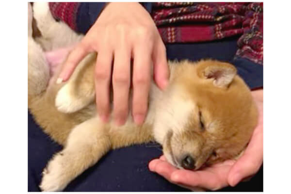 天使だ 飼い主に抱っこされる柴犬パピーが 腕の中でスヤスヤ寝落ち そんなの どうしたってキュン不可避だ 動画 柴犬ライフ Shiba Inu Life