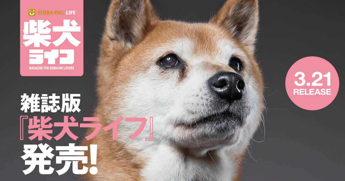 柴犬ライフ 2020 冬