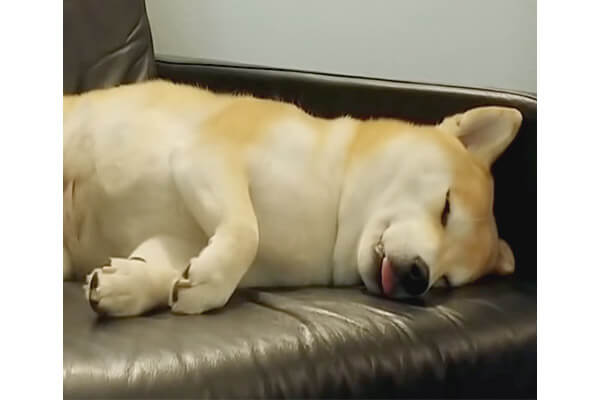 むにゃ 食べる仕草に寝言まで 夢を見ているような仕草を見せる柴犬が 丸ごとピュアで可愛すぎた 動画 柴犬ライフ Shiba Inu Life