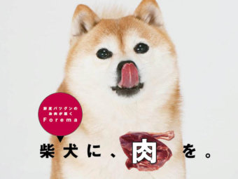 プロが教える 元気を育てる柴ごはん 9 ごはんを食べないのはナゼ パピー期 成犬期 シニア期別 食い渋りの原因と対策 柴犬ライフ Shiba Inu Life