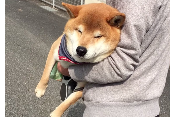 目がしょぼしょぼ イヤイヤ中にうっかり眠くなった柴犬 なすがままに強制連行される姿がだらけすぎ 可愛い 動画 柴犬ライフ Shiba Inu Life
