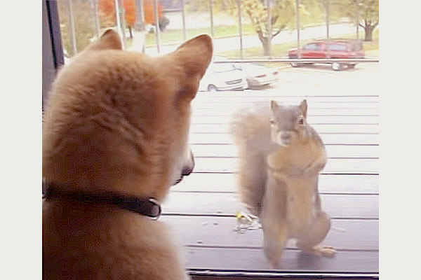ふたりは出会ってしまった リスと柴犬 世界一可愛い初対面 の瞬間 一部始終ドキュメント 動画 柴犬ライフ Shiba Inu Life