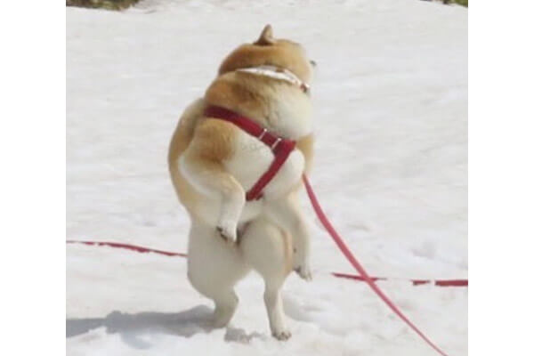 ファー 何このモフ筋 柴犬がバキバキに鍛え上げたモフボディを超見せつけてくるんですけど 黄色い悲鳴 柴犬ライフ Shiba Inu Life