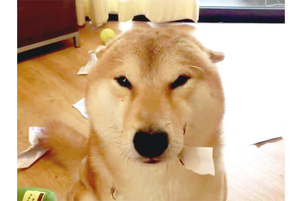この顔を見れば 柴犬が起こした とあるストーリー の全てがハッキリと見えるから不思議である 動画 柴犬ライフ Shiba Inu Life