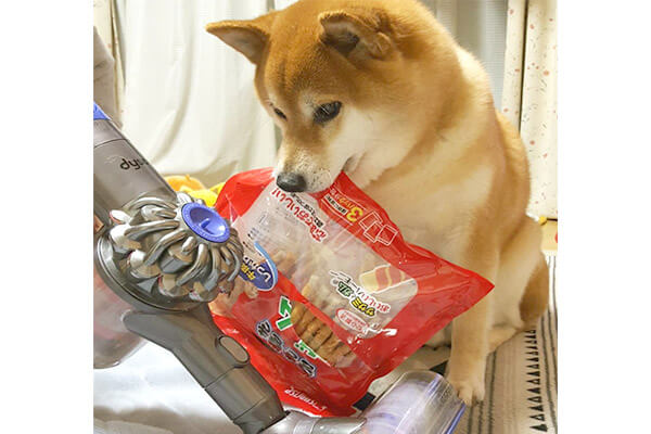 貰えるまで動きません 柴犬の頑固には脱帽だよ そこに賢さが加わると もうお手上げなわけで 動画 柴犬ライフ Shiba Inu Life