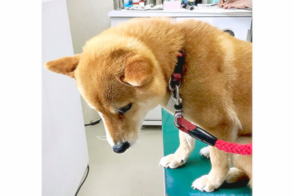 予防接種を前に 強めの おわた 感を出す柴犬 今すぐ爆走して駆け込みギュウッと抱きしめたい 動画 柴犬ライフ Shiba Inu Life