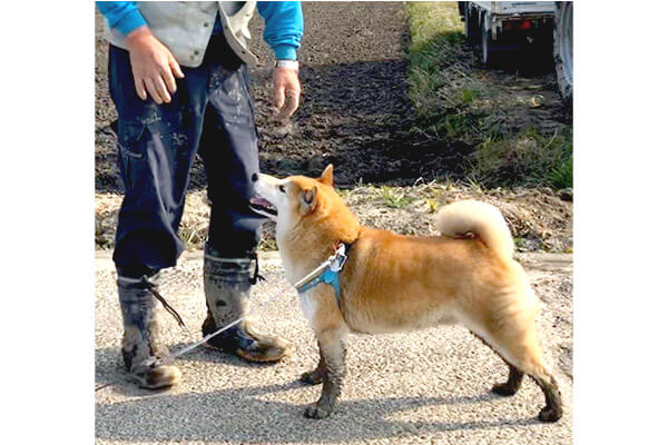 じいたん 田んぼを突っ切り一目散 泥まみれになる程夢中な柴犬 もれなくみんな楽しそう 動画あり 柴犬ライフ Shiba Inu Life