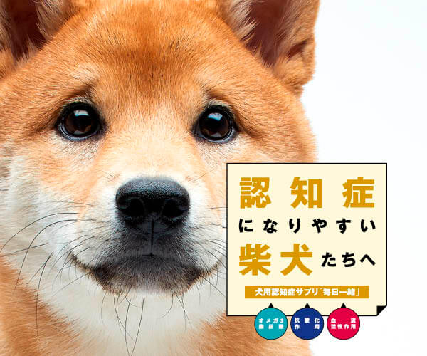 認知症になりやすい柴犬たちへ 認知症ケアに有効な成分が1粒にギュッと詰まったサプリメント 毎日一緒 なぜ柴犬は認知症になりやすい 柴犬ライフ Shiba Inu Life