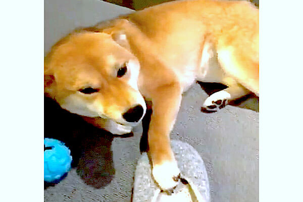 ゴメン ﾃﾞｽ イタズラしてバツが悪そうな柴犬 誠意のある謝罪シーンを見せるも ちゃっかり途中で切り上げた 動画 柴犬ライフ Shiba Inu Life
