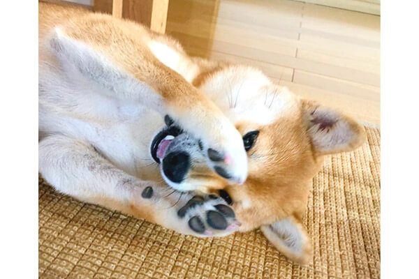 ぴえ〜ん（ﾁﾗ）」目を前足で隠す柴犬たちが、まるでエンエンしている
