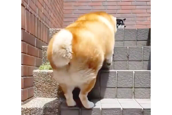 ﾎﾞﾌﾝ ﾎﾞﾌﾝ 豊満でぽっちゃりな柴犬が この度 階段 に戦いを挑んだらしいが 気になる事が多すぎる 動画 柴犬ライフ Shiba Inu Life
