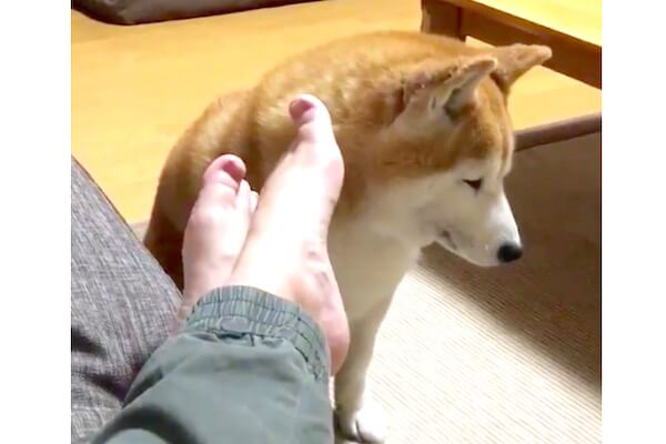 ｼｭﾝ 飼い主の足を舐めた柴犬 自分から舐めたくせにめちゃ後悔中 容赦ない柴犬たちの反応に割と傷つく 動画 柴犬ライフ Shiba Inu Life