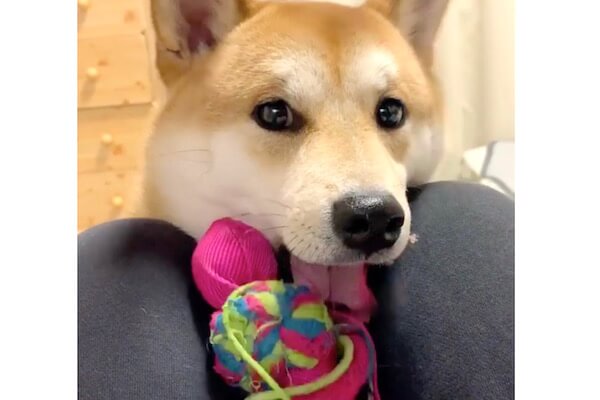 ﾎﾟﾄｯ お気に入りのおもちゃ持参で 遊ぼ と誘ってくる柴犬 そんなの 健気すぎてキュン不可避だろ 動画 柴犬ライフ Shiba Inu Life