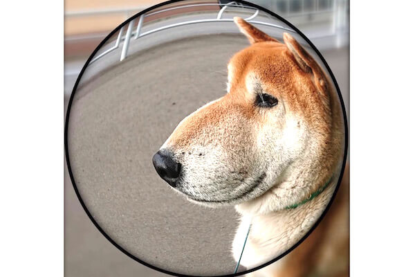 マムシに噛まれた 訳じゃない 魚眼レンズで撮られた柴犬の 新たなる可愛さ がヤバイ 心が掻き乱された 柴犬ライフ Shiba Inu Life
