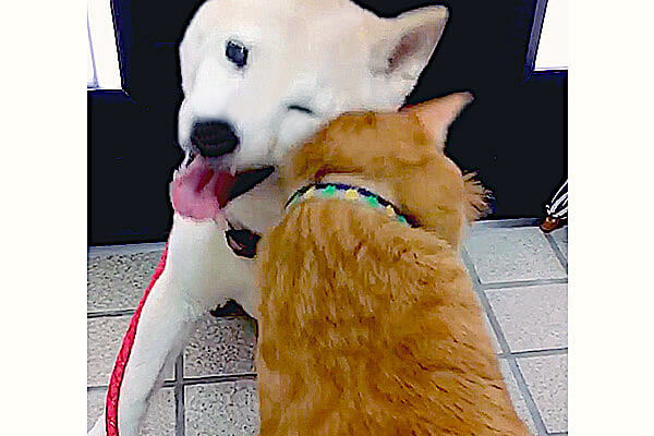 仲良し柴犬さん♡ まるで恋人のようなバックハグ♡」柴犬コンビに73万人がメロメロ 動じ