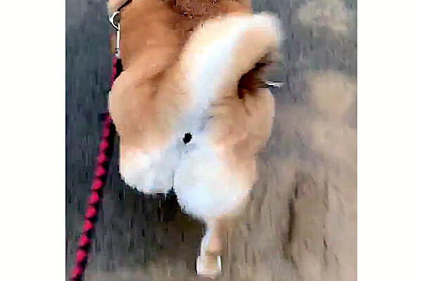 柴犬のお散歩プリケツ動画 もう聞いただけで垂涎モノでしょう 揺れるプリプリ たっぷりお見せします 超眼福 柴犬ライフ Shiba Inu Life