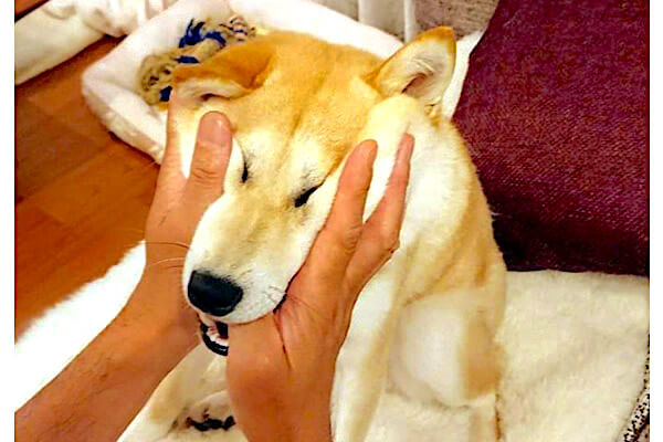 甘噛みするから変顔の刑 に処された柴犬 変顔どころか超可愛いしほのぼのだし 何か羨ましくなった 柴犬ライフ Shiba Inu Life