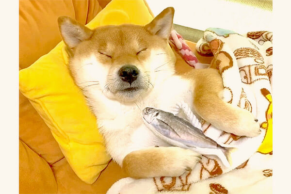 お魚と一緒に マイベッドで人間のように眠る柴犬ゆきちゃんがまんま癒しのカタマリ はい降参 動画 柴犬ライフ Shiba Inu Life