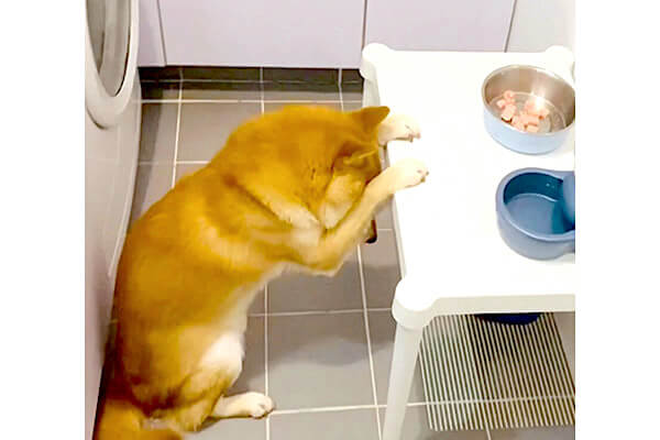 いただきます 食べる前に 感謝を込めてペコリとお祈りを捧げる柴犬がいた 動画 柴犬ライフ Shiba Inu Life
