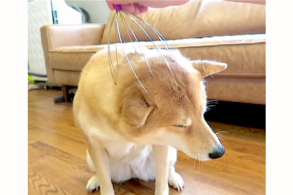 そこ 頭皮マッサージ器をお気に召した柴犬 目を細めてどんどん猫背になり 自ら位置調整までし始めた 動画 柴犬ライフ Shiba Inu Life