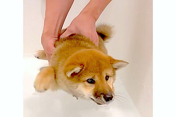 お水がキライな柴犬の赤ちゃん 何とか頑張ろうと とりあえずエア犬かき って愛おしさがヤバイ 動画 柴犬ライフ Shiba Inu Life