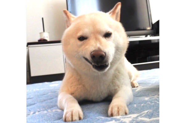 ｶﾘｯ おやつと言われて食べたらまさかの薬だった 解せぬ感 がダダ漏れな柴犬 ゴメンだけどジワっとくる 動画 柴犬ライフ Shiba Inu Life